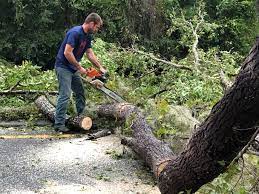 Why Choose Our Tree Removal Services in Alma, AR?